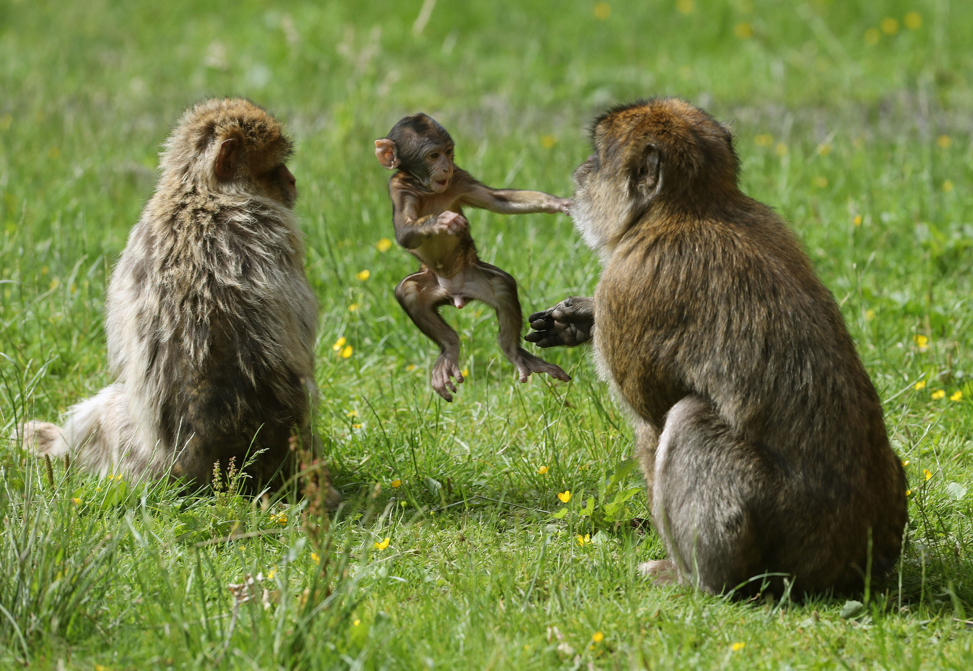 does safari park have monkeys