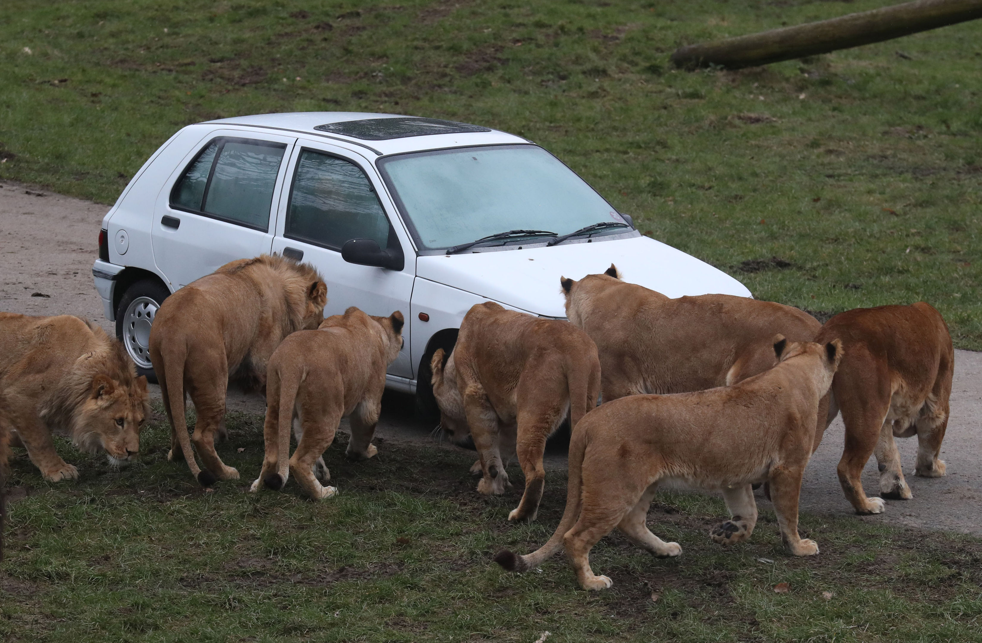 In pics: Pride of lions put through fire safety test at Blair Drummond Safari Park - Sunday Post