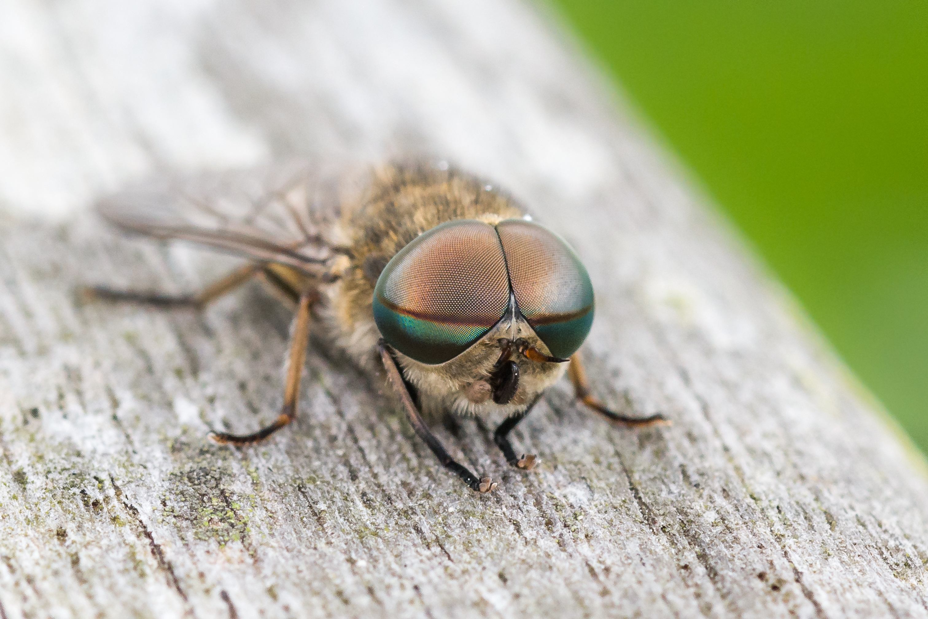 34+ Show me a picture of a horsefly ideas